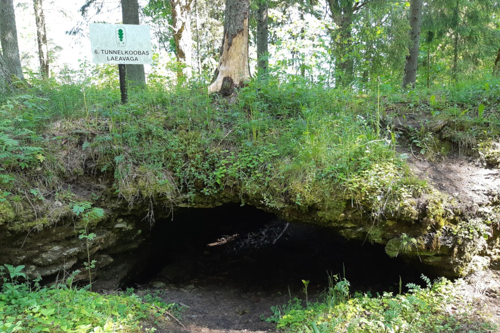kuimetsa-iida.jpg